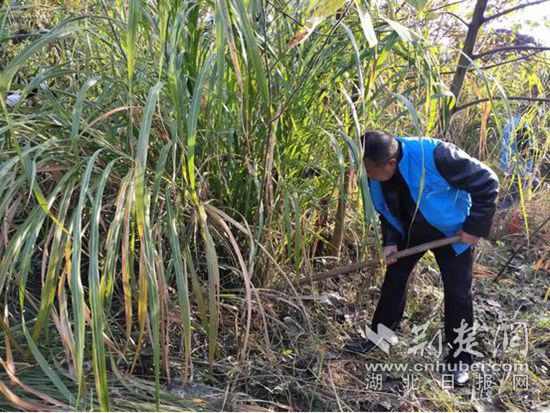 鏟除一枝黃花簡報4.jpg