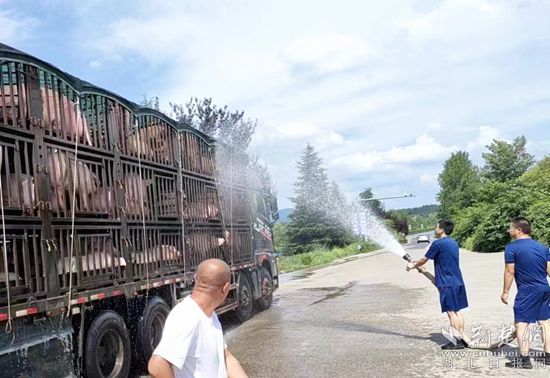 眼見一車生豬被救，長途司機(jī)李師傅終于松了口氣 (1)_副本.jpg
