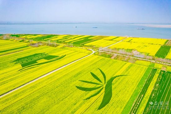 段 店鎮(zhèn)長(zhǎng)江邊萬畝油菜花海.jpg.jpg